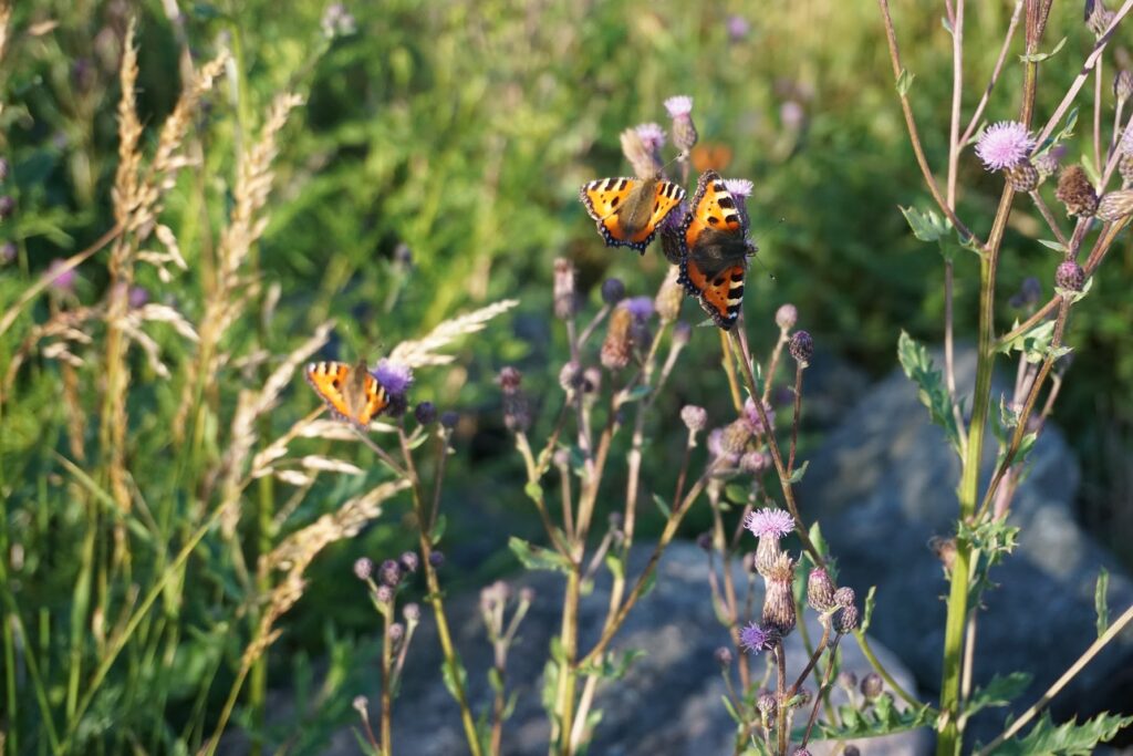 Missa inte Skians SFF årsmöte